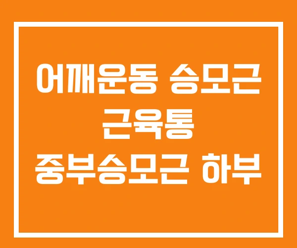어깨운동 승모근 근육통 중부승모근 하부 어깨운동 승모근 근육통 중부승모근 하부
